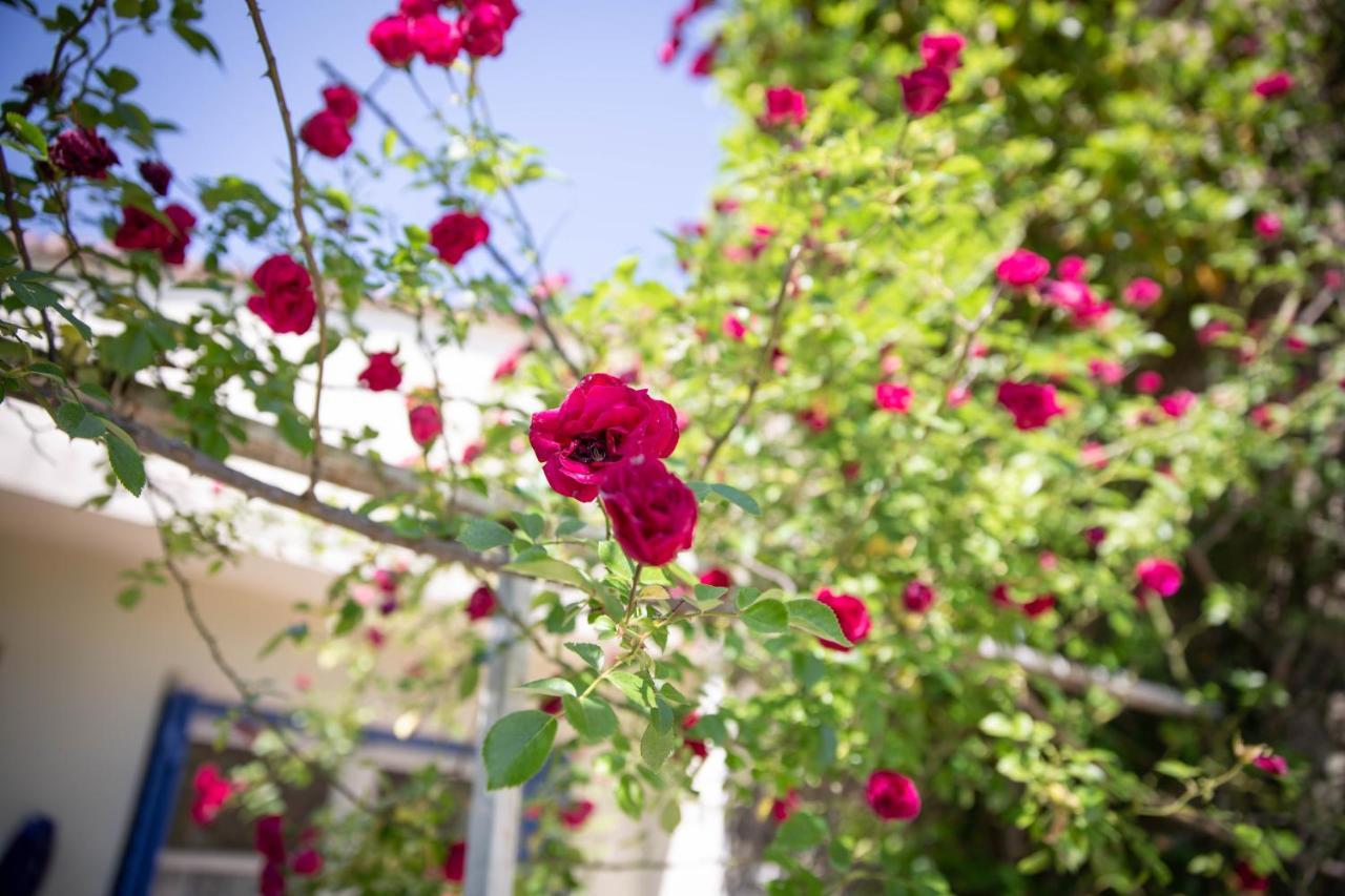 La Roseraie Guest house Lodeve